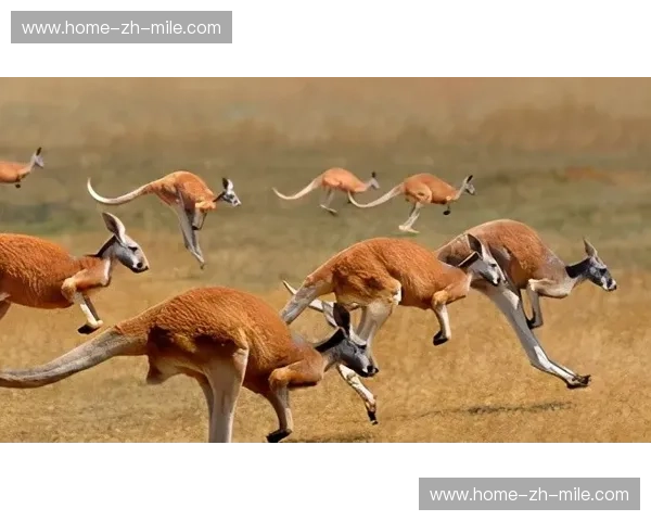 澳希之争：袋鼠之跳与橄榄之魂的激情碰撞